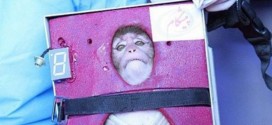 Iran Launches Monkey into Space