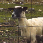Obama’s Dire Sequestration Warning Intercut With Screaming Goat