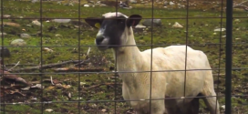 Obama’s Dire Sequestration Warning Intercut With Screaming Goat